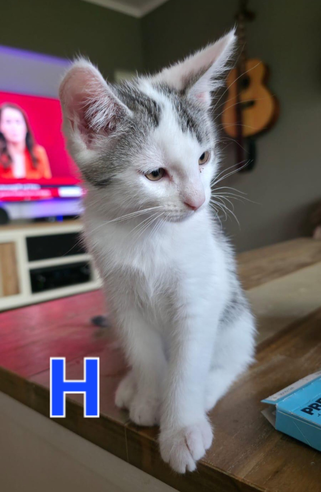 AJ, HOWIE, NICK, Kater, 5/2026 – Bild 4