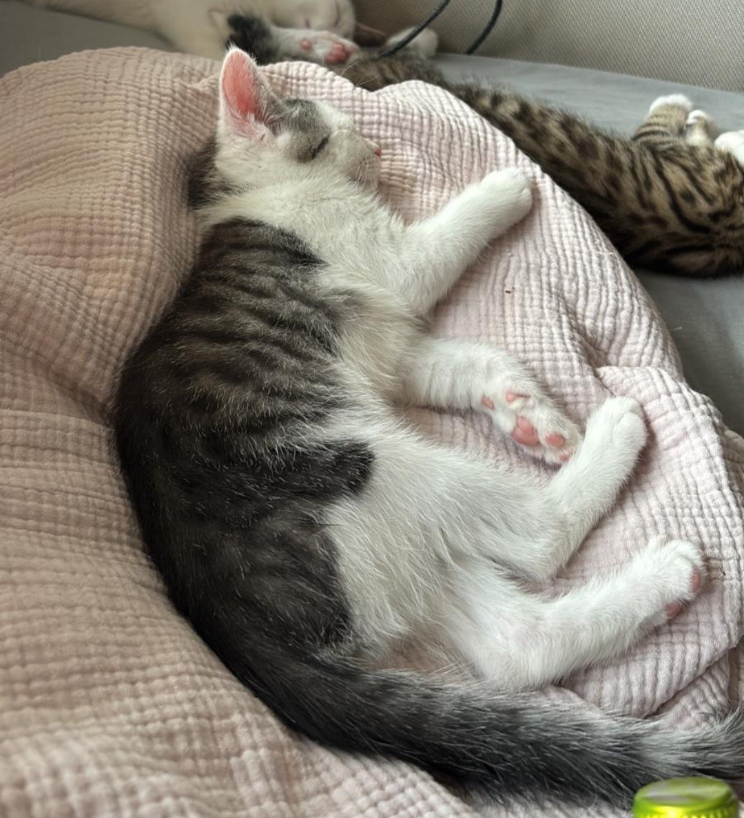 AJ, HOWIE, NICK, Kater, 5/2026 – Bild 7