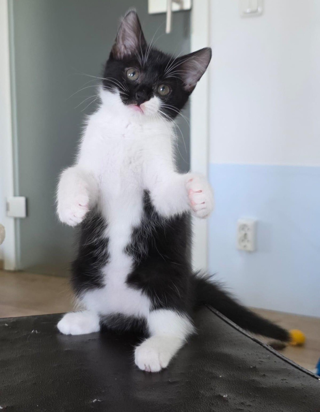 JEAN, Katze, 4/2026 – Bild 2