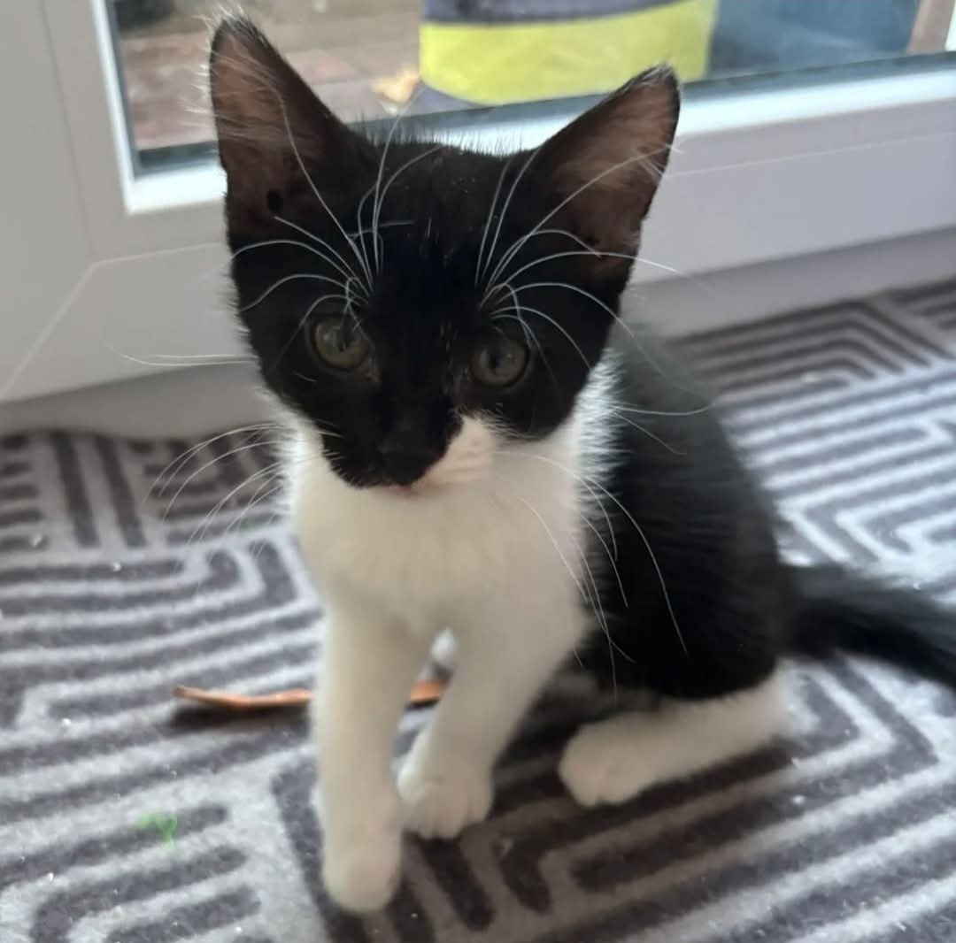 JEAN, Katze, 4/2026 – Bild 4