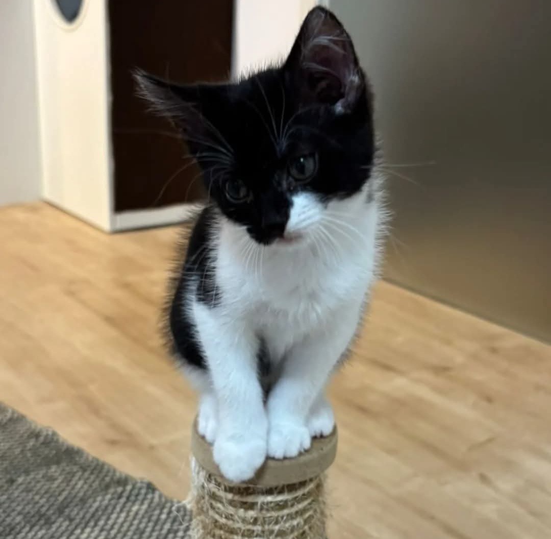 JEAN, Katze, 4/2026 – Bild 3
