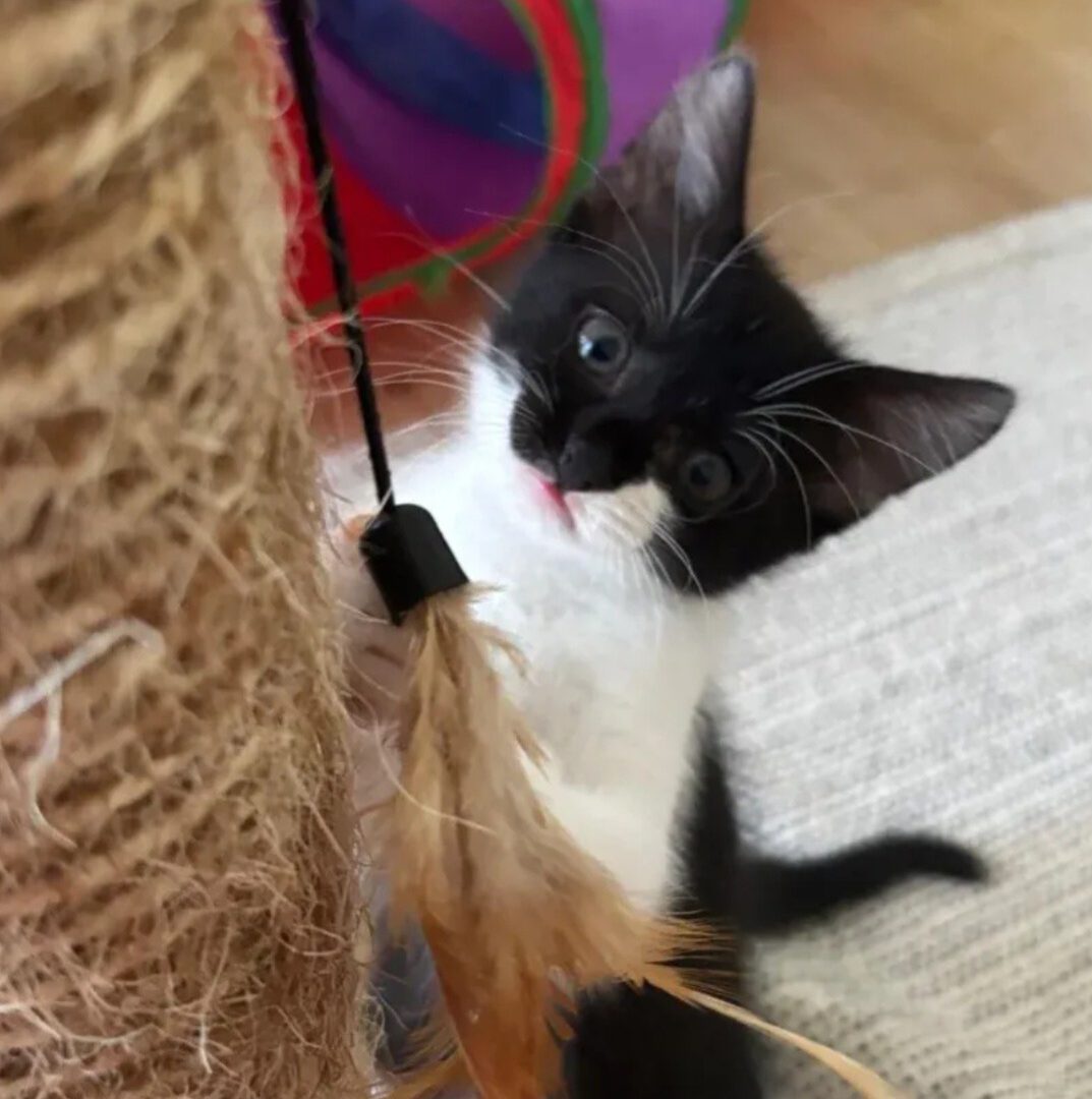 JEAN, Katze, 4/2026