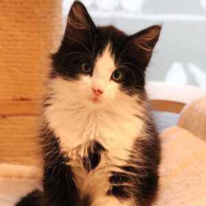 BILLY, Kater, 4/2026