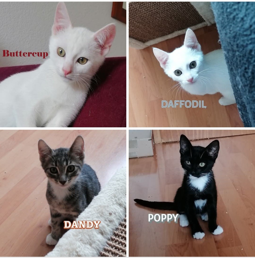 BUTTERCUP, DAFFODIL, DANDY und POPPY, 2x Katze, 2x Kater, 5/2026
