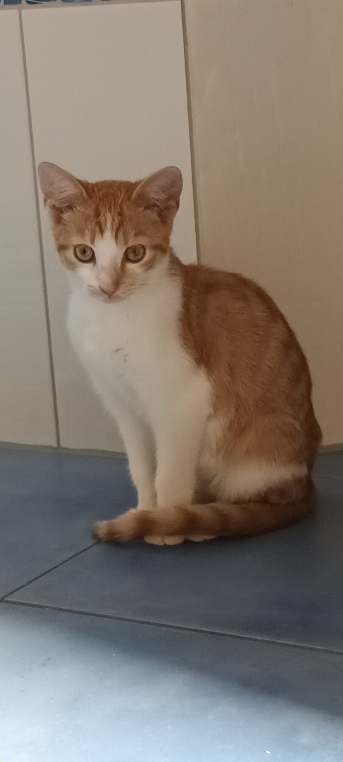 BERMUDA, Katze, 05/2026, Freigang – Bild 12