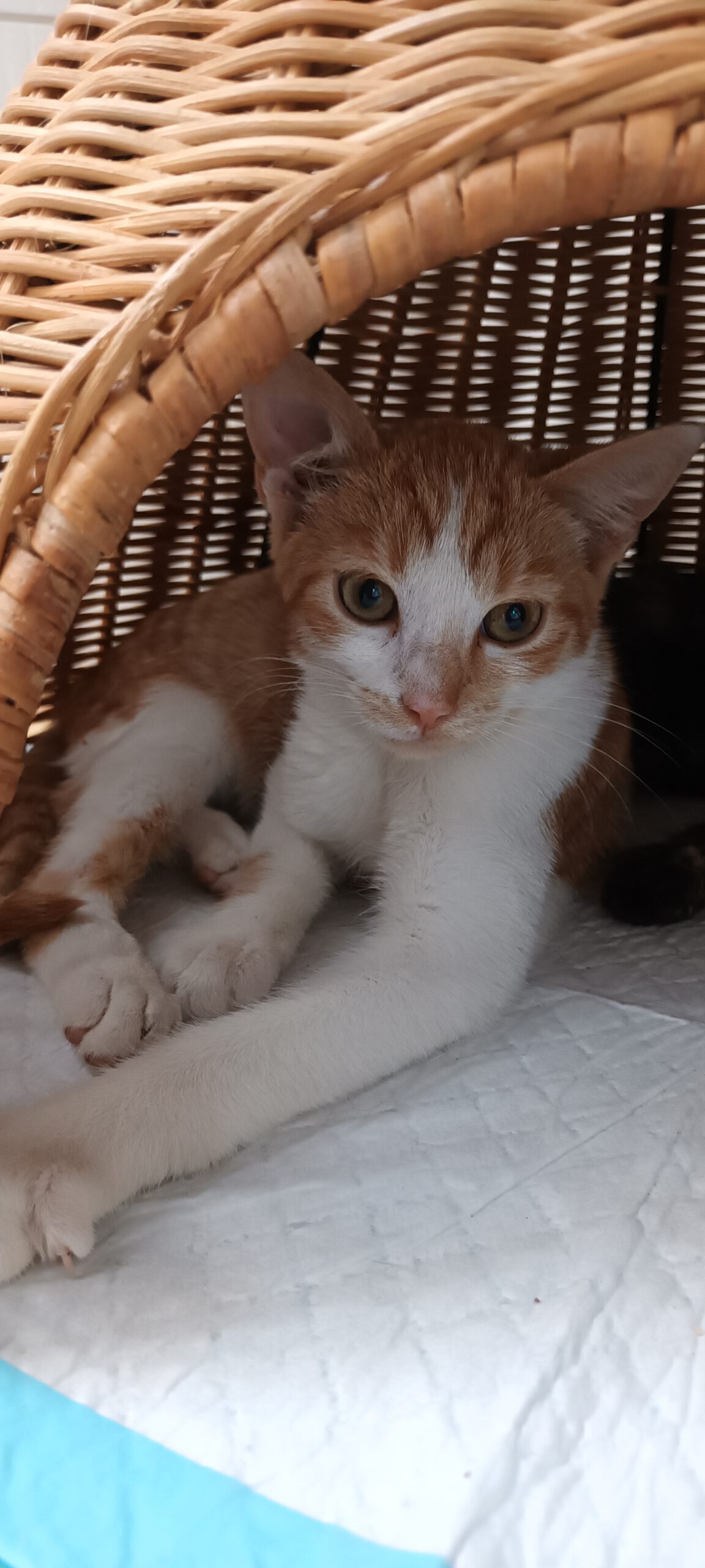 BERMUDA, Katze, 05/2026, Freigang – Bild 9