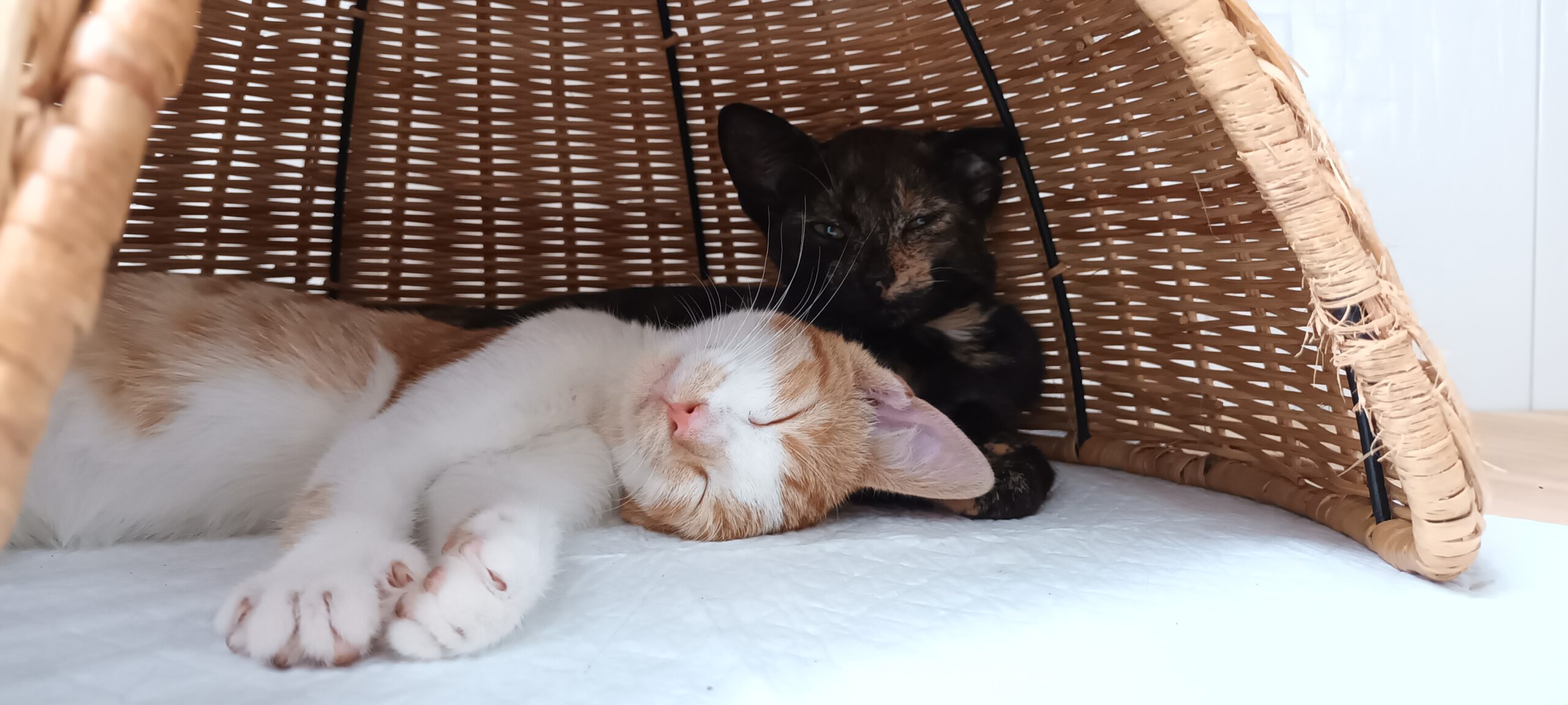 BERMUDA, Katze, 05/2026, Freigang – Bild 10