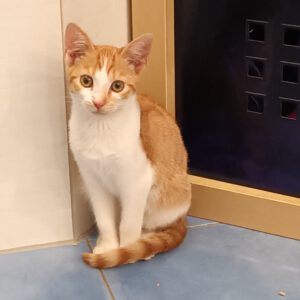 BERMUDA, Katze, 05/2026, Freigang