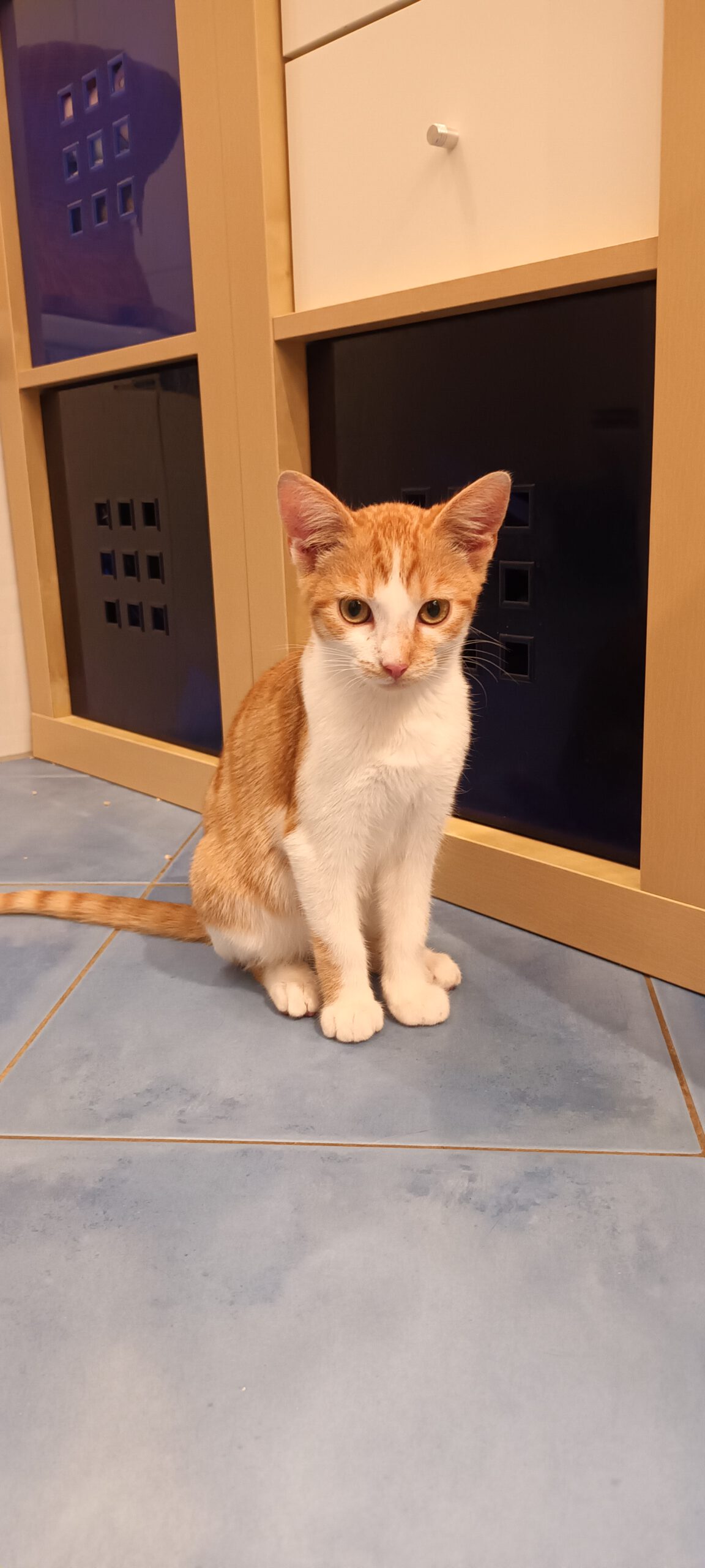 BERMUDA, Katze, 05/2026, Freigang – Bild 8