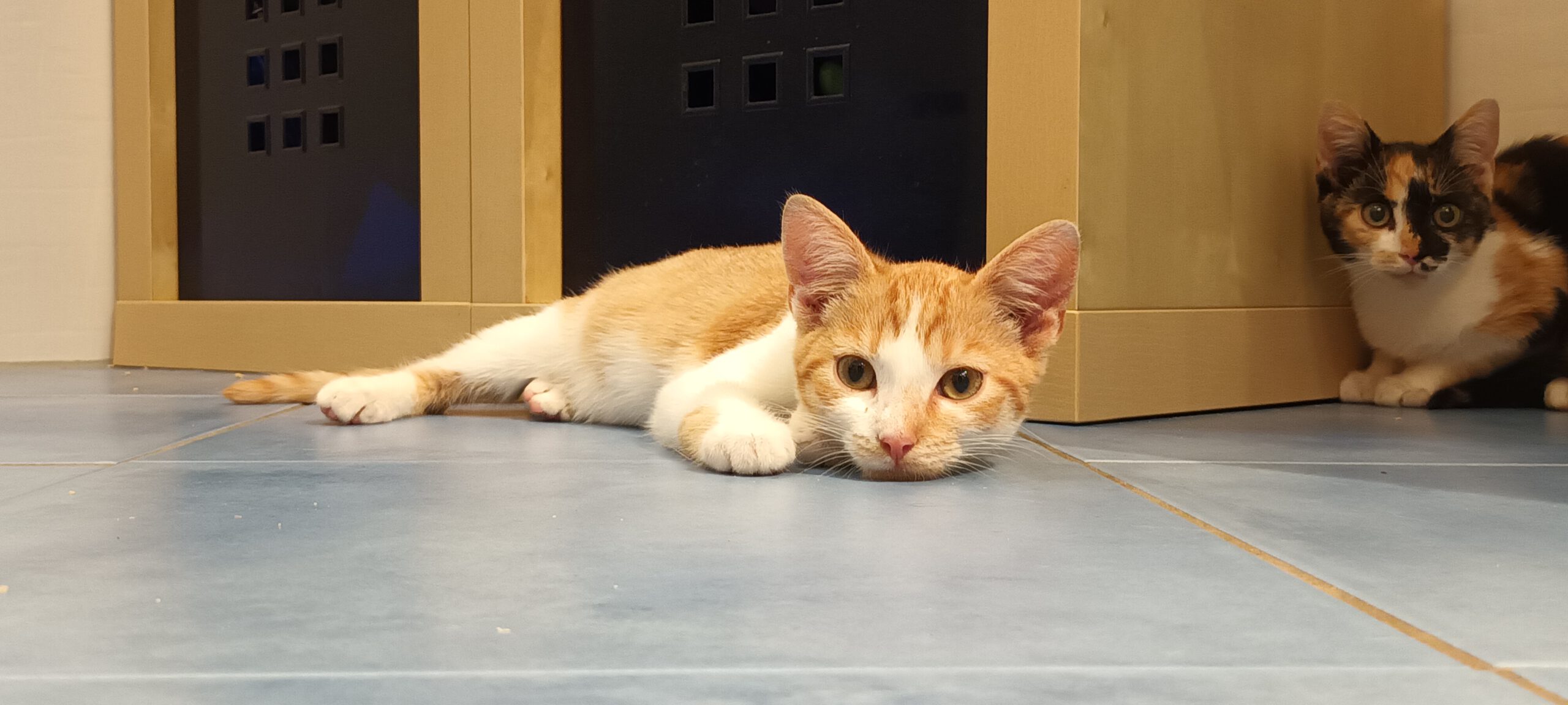 BERMUDA, Katze, 05/2026, Freigang – Bild 7