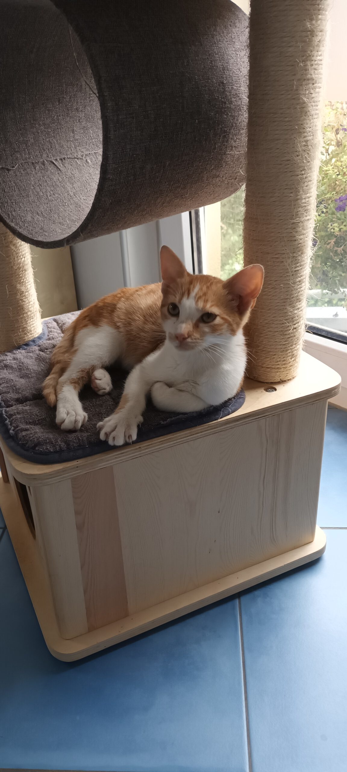 BERMUDA, Katze, 05/2026, Freigang – Bild 11