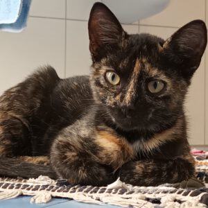 CUBA, 5/2026, Katze, Freigang