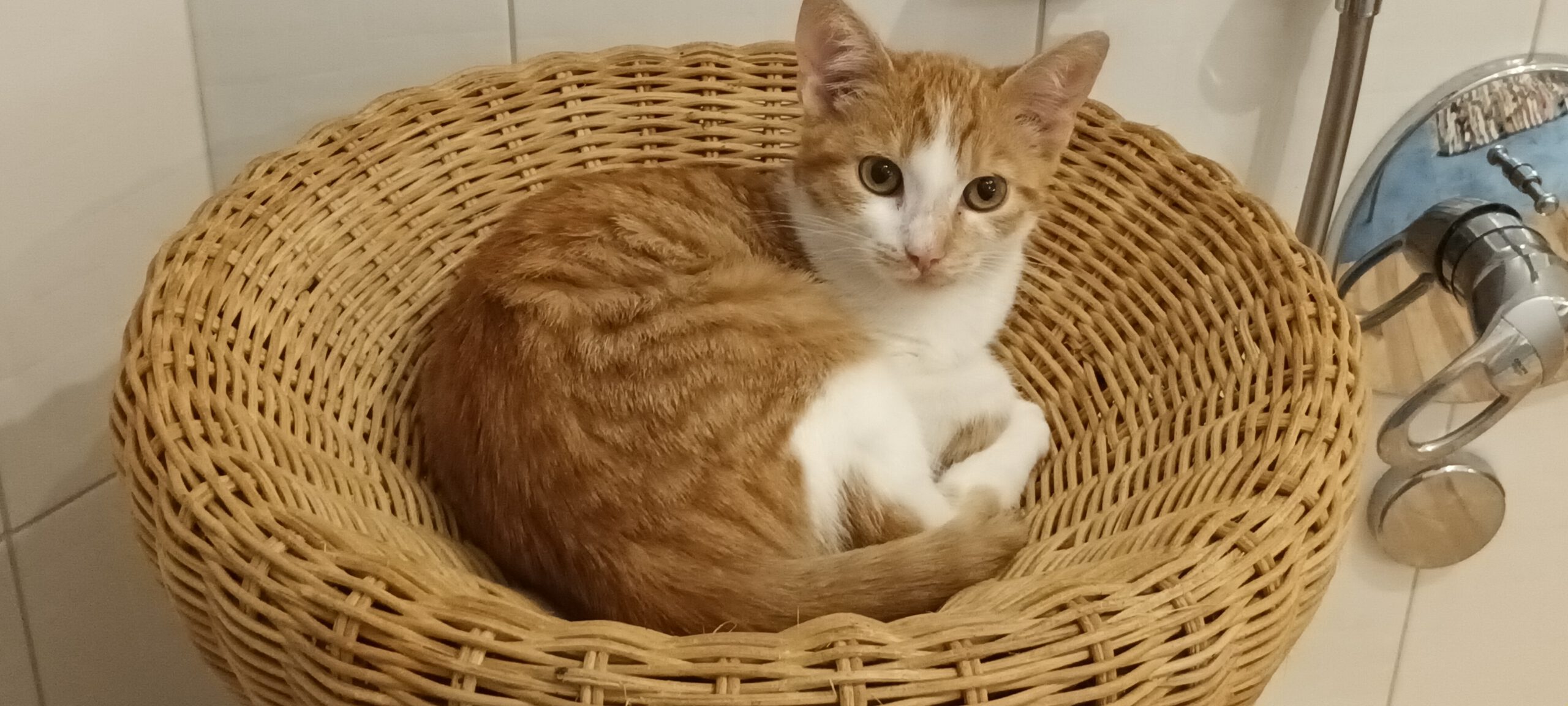 BERMUDA, Katze, 05/2026, Freigang – Bild 5