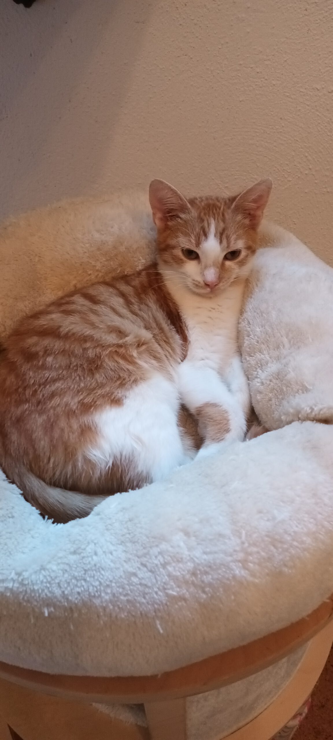 BERMUDA, Katze, 05/2026, Freigang – Bild 4