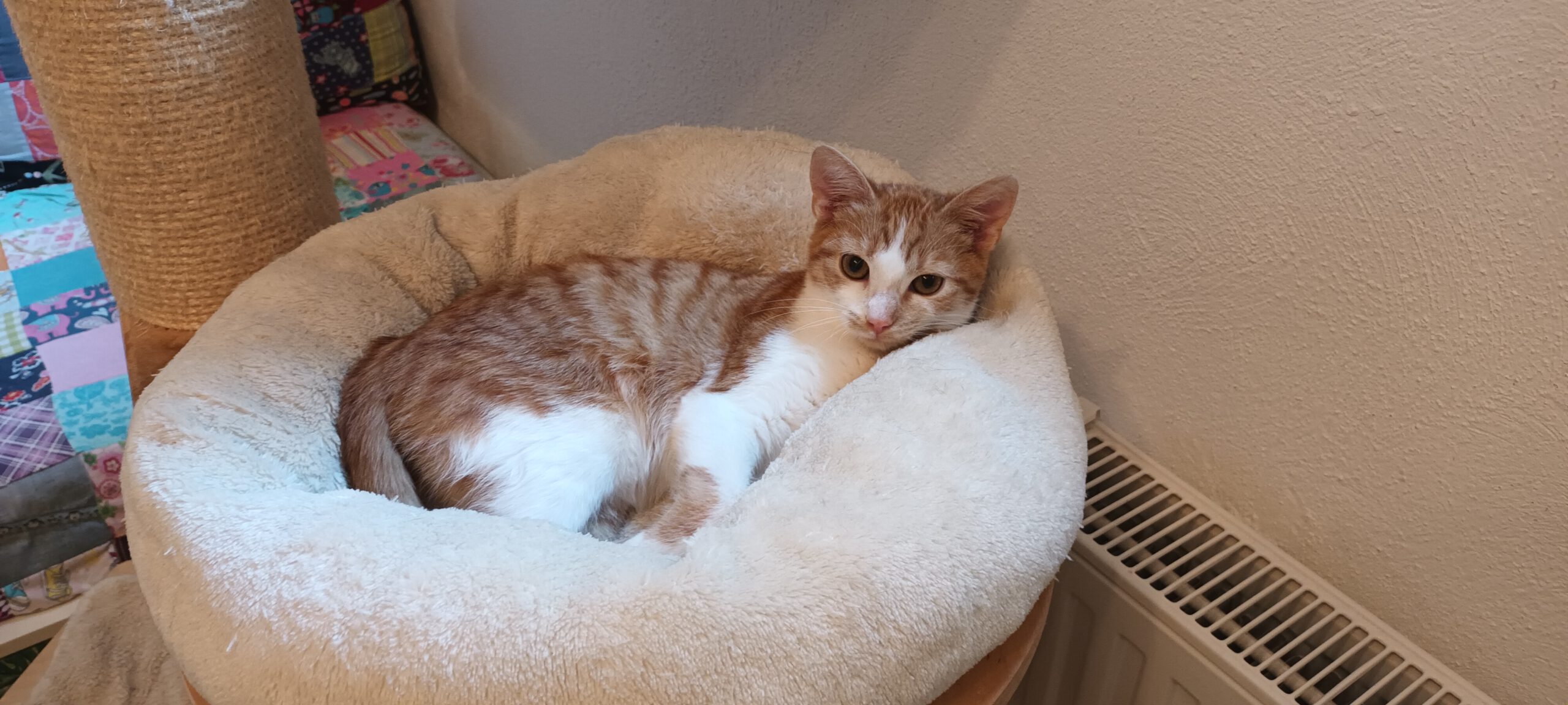 BERMUDA, Katze, 05/2026, Freigang – Bild 6