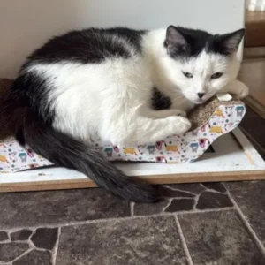 MINKA, 2016, Katze, Wohnungshaltung