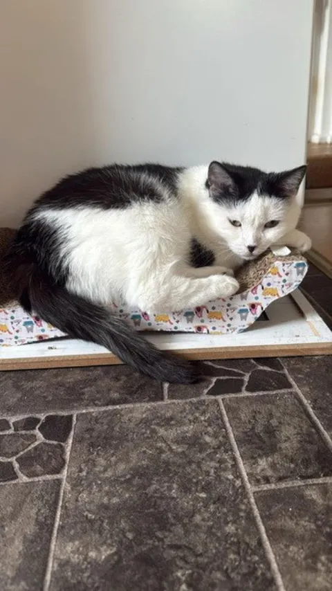 MINKA, 2016, Katze, Wohnungshaltung