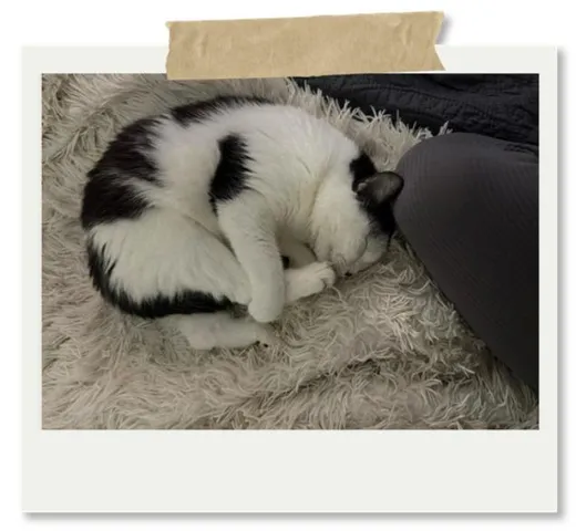 MINKA, 2016, Katze, Wohnungshaltung – Bild 2