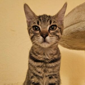 PAUL, Kater, 4/2026