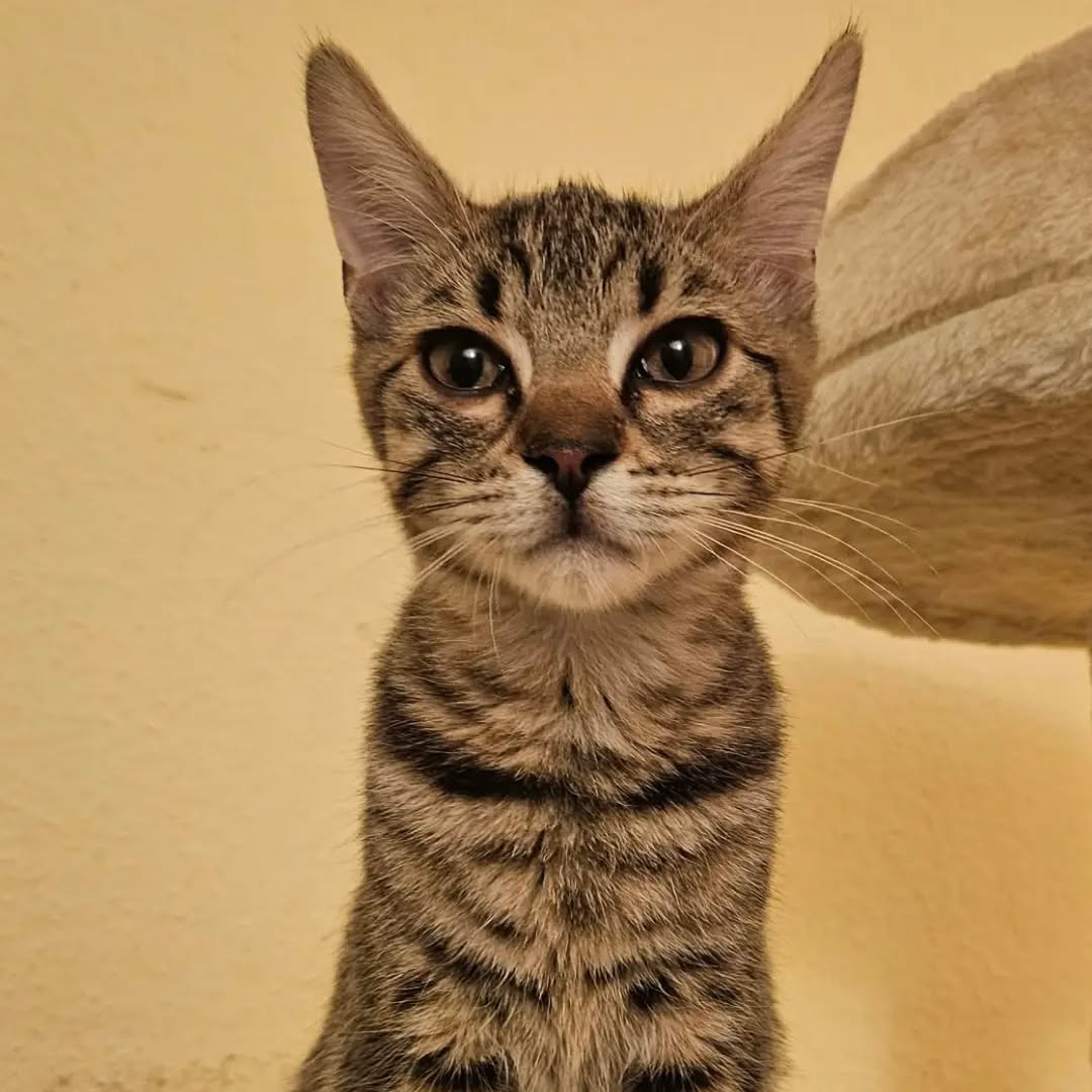 PAUL, Kater, 4/2026