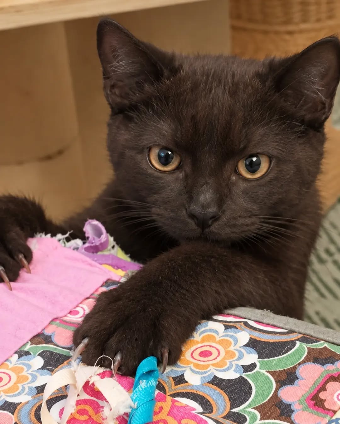 SCHOKO, 5/2026, Kater, Freigang – Bild 5
