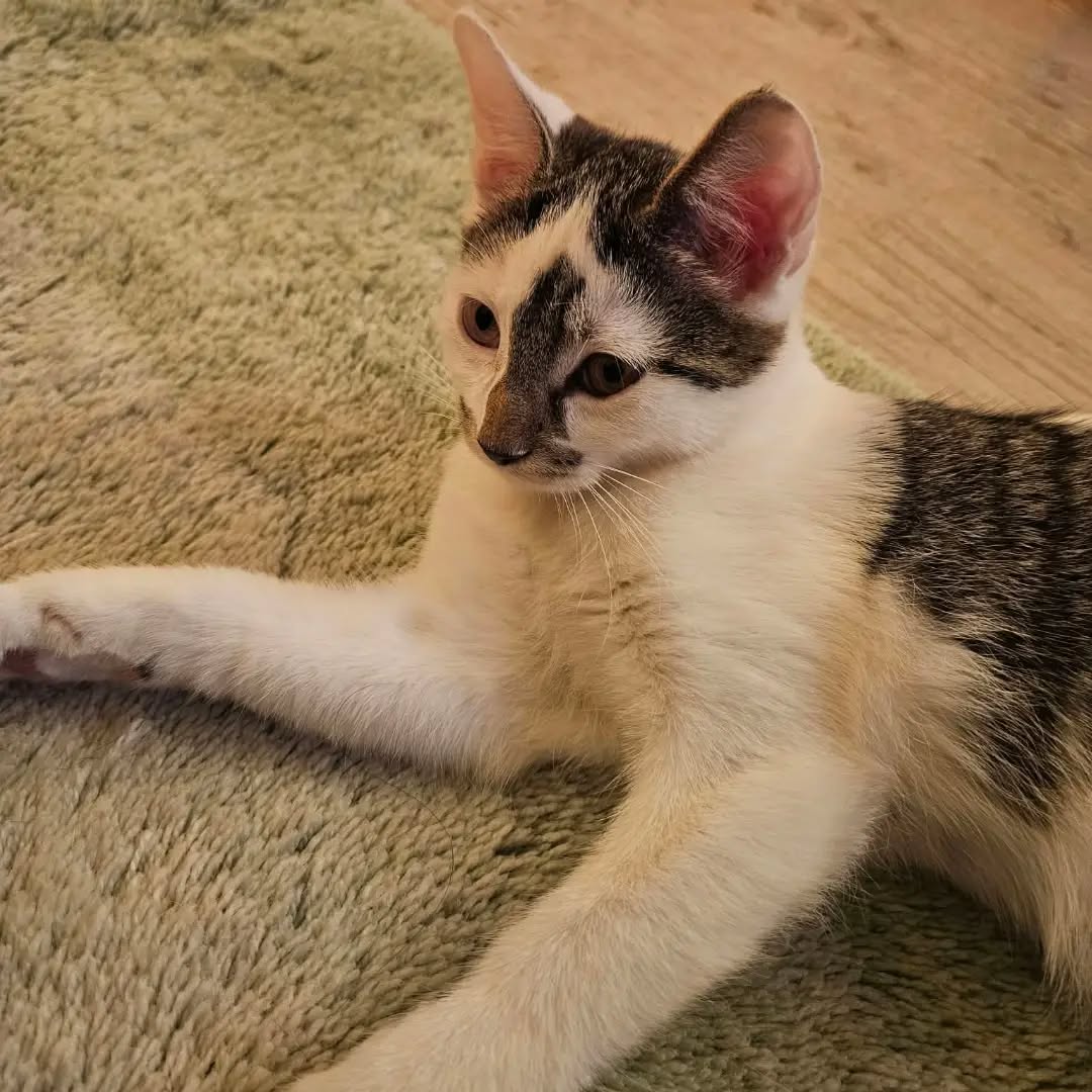 ELLY, Katze, 4/2026 – Bild 4