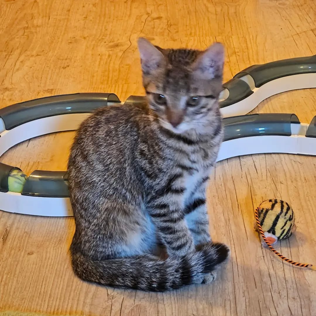 PAUL, Kater, 4/2026 – Bild 4