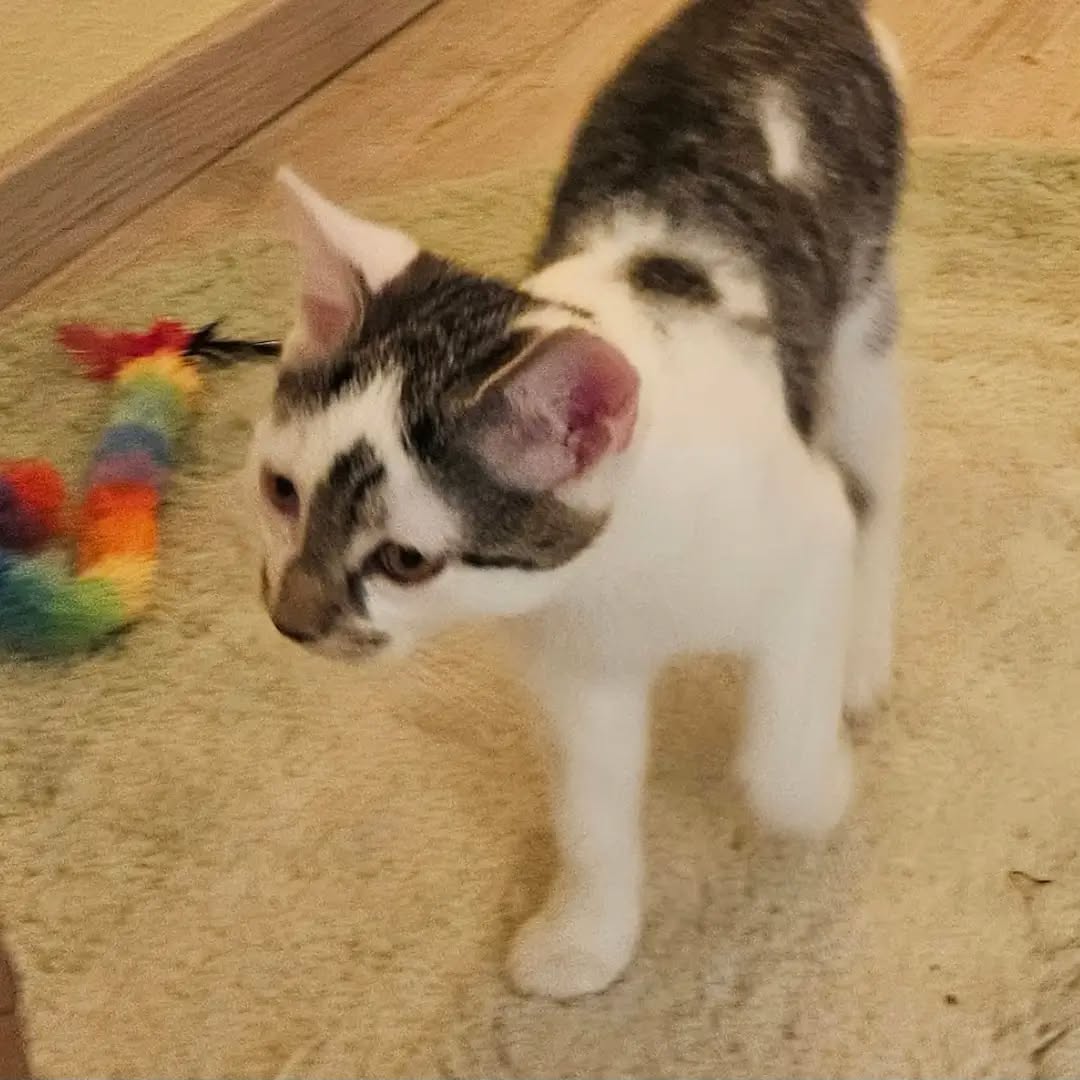 ELLY, Katze, 4/2026 – Bild 5