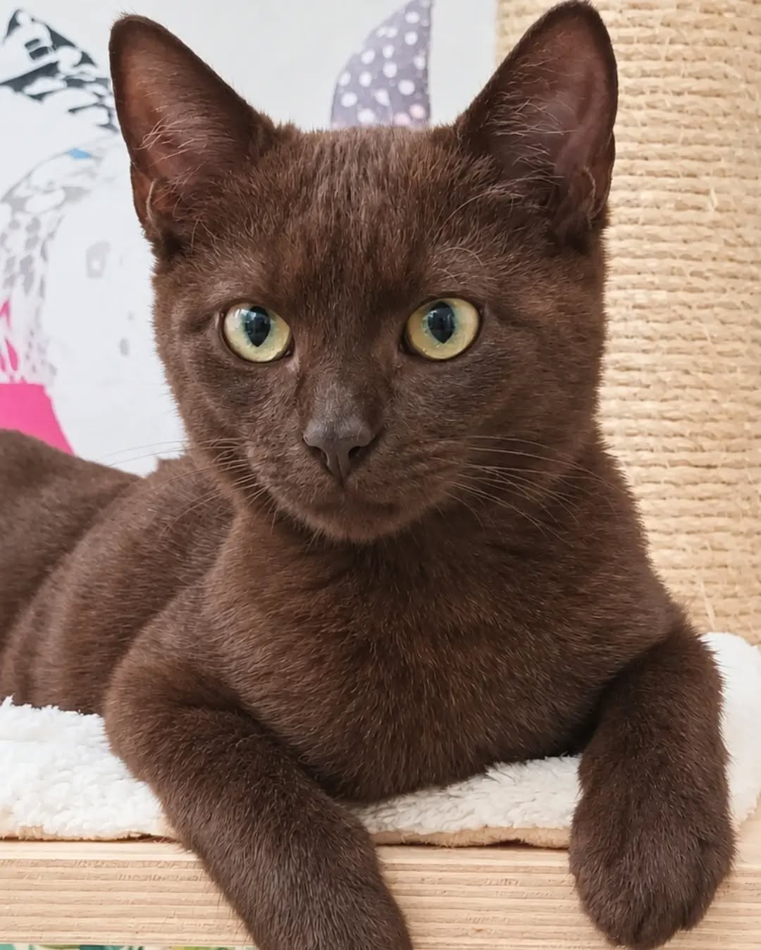 SCHOKO, 5/2026, Kater, Freigang – Bild 6