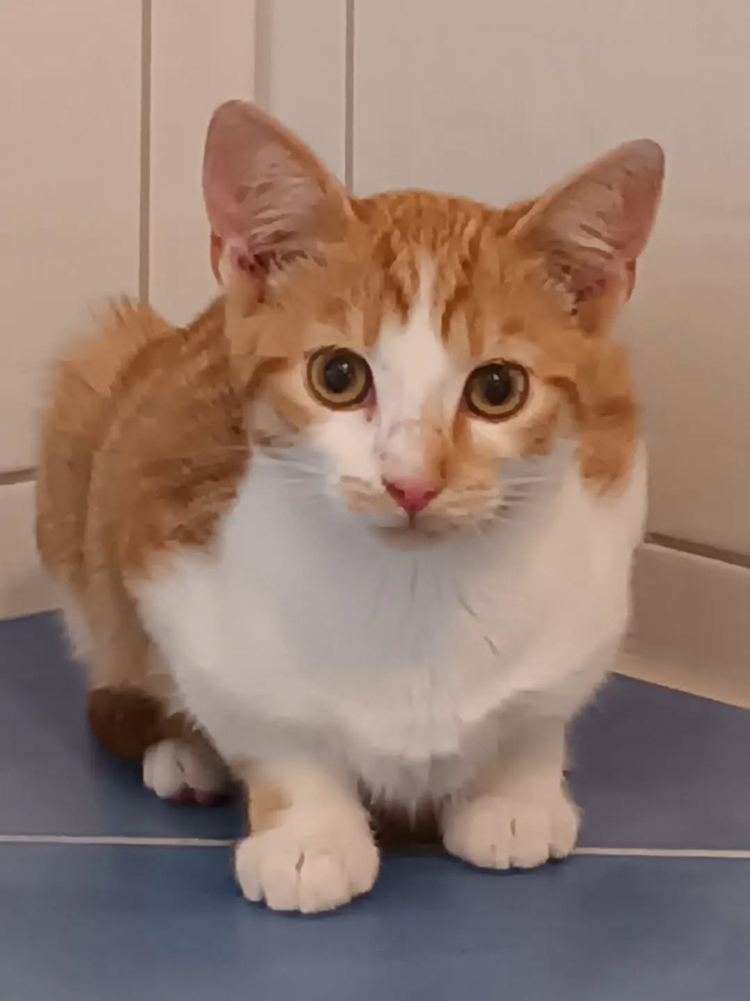 BERMUDA, Katze, 05/2026, Freigang – Bild 2