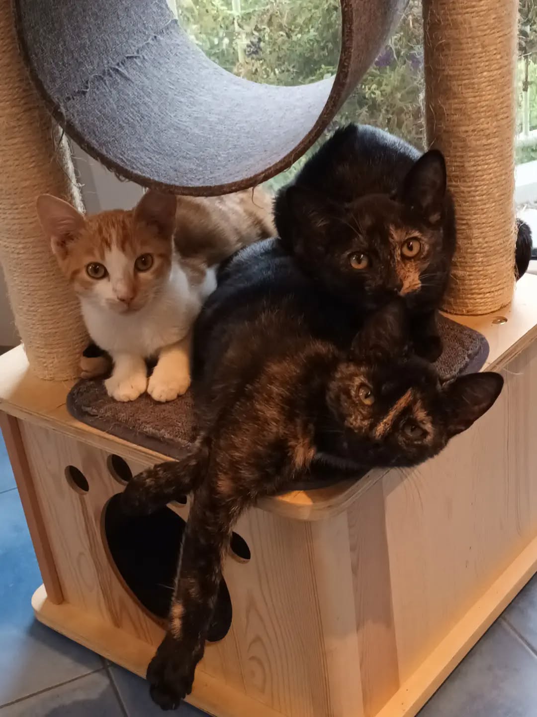 BERMUDA, Katze, 05/2026, Freigang – Bild 3