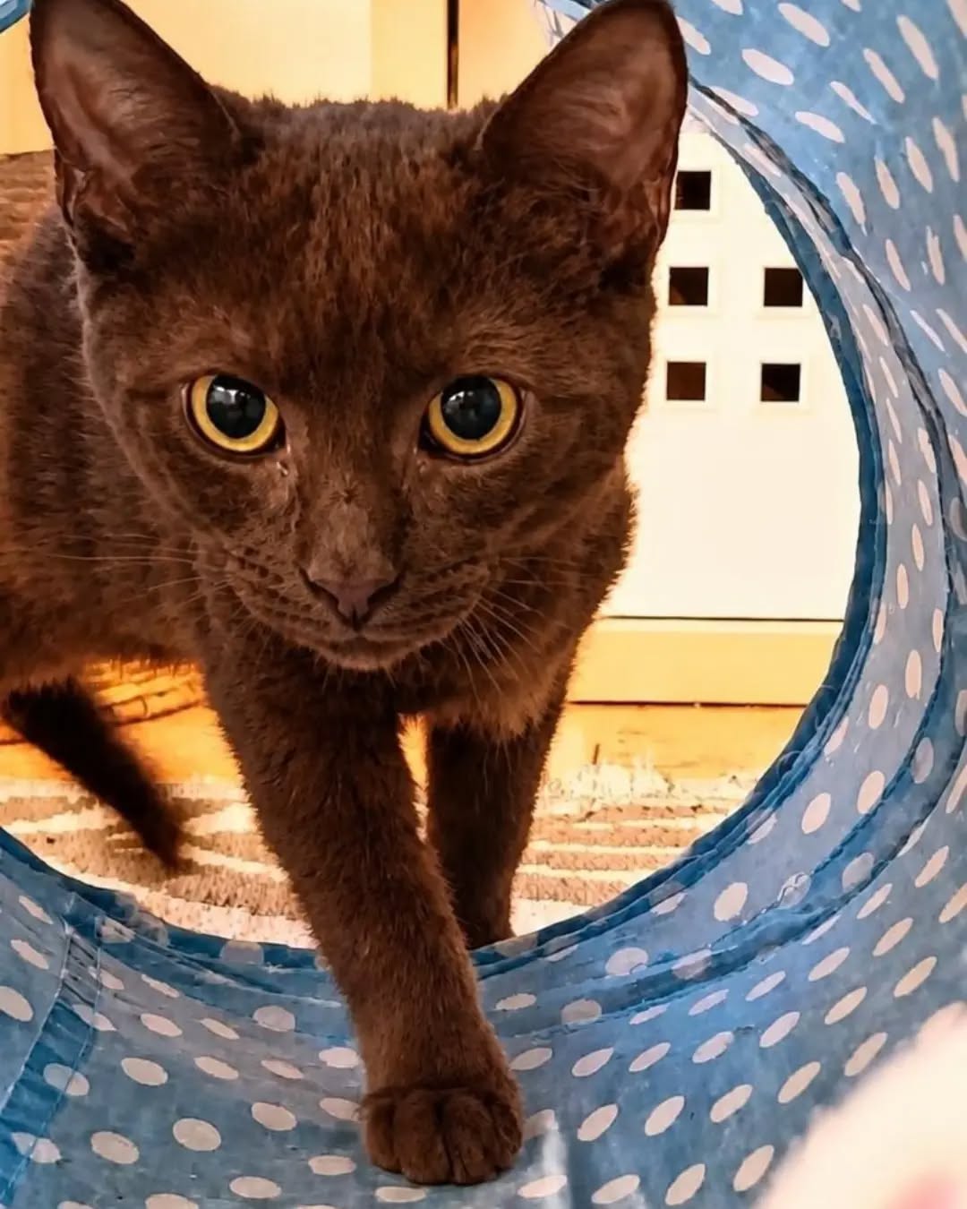 SCHOKO, 5/2026, Kater, Freigang – Bild 4