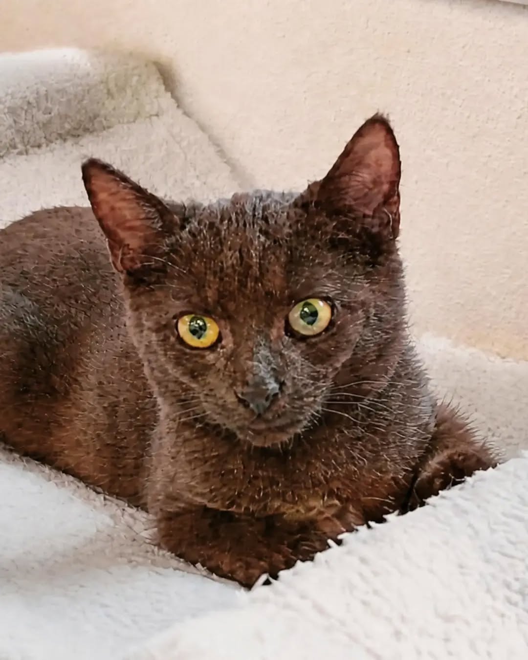 SCHOKO, 5/2026, Kater, Freigang – Bild 2