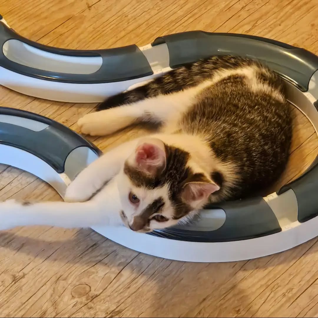 ELLY, Katze, 4/2026 – Bild 2