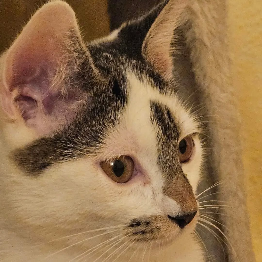 ELLY, Katze, 4/2026 – Bild 3