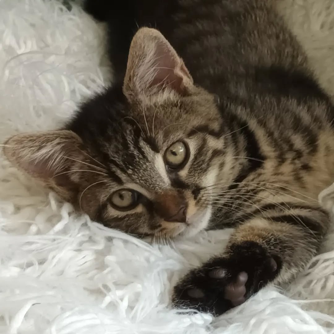 NAVIS, Kater, 7/2026, Freigang – Bild 4