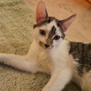 ELLY, Katze, 4/2026