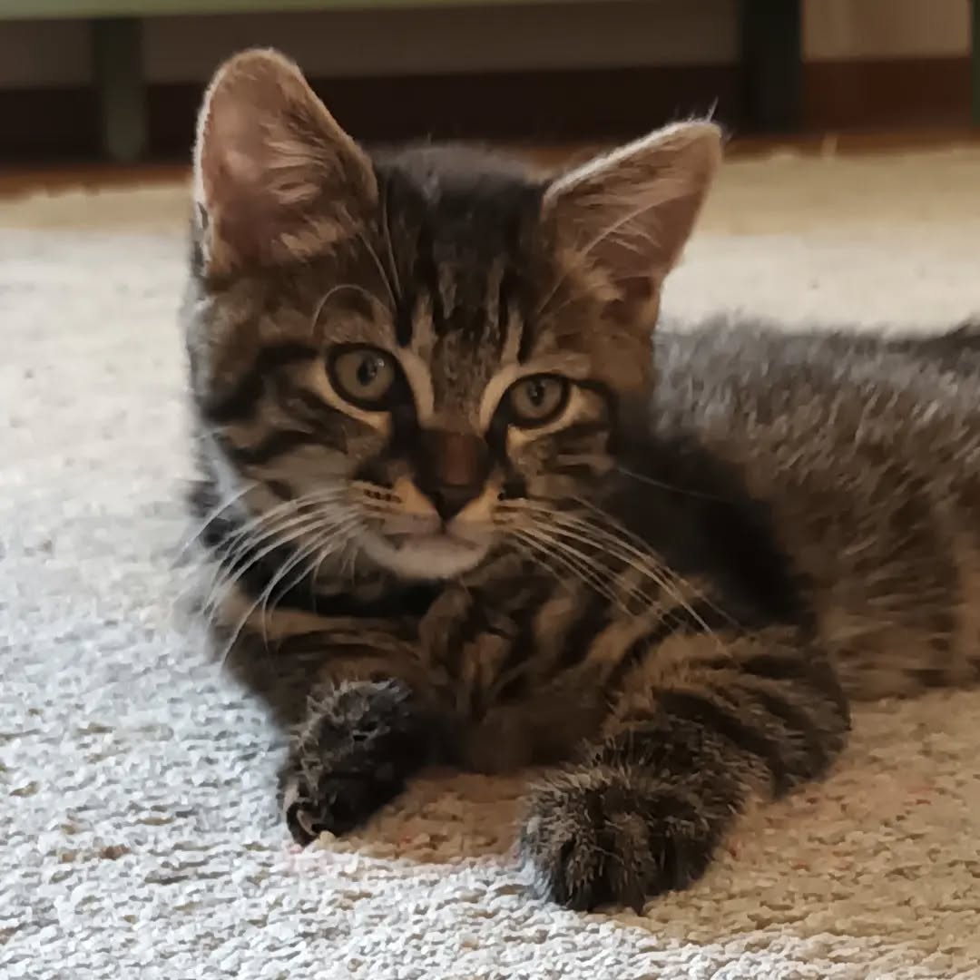 NAVIS, Kater, 7/2026, Freigang – Bild 3