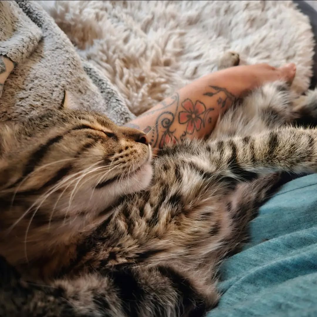 PAUL, Kater, 4/2026 – Bild 3