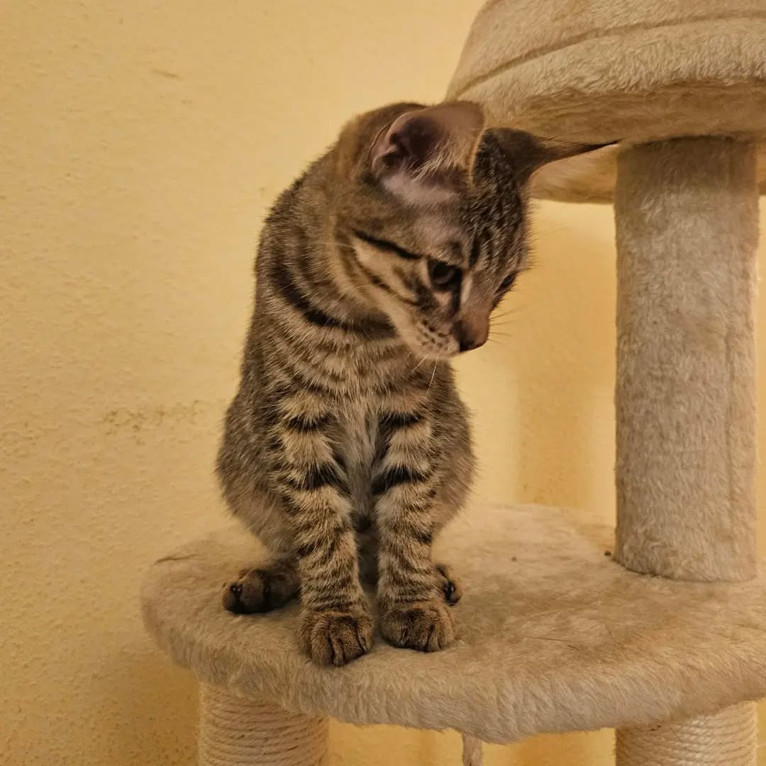 PAUL, Kater, 4/2026 – Bild 2