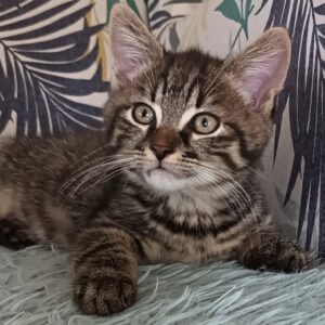 NAVIS, Kater, 7/2026, Freigang