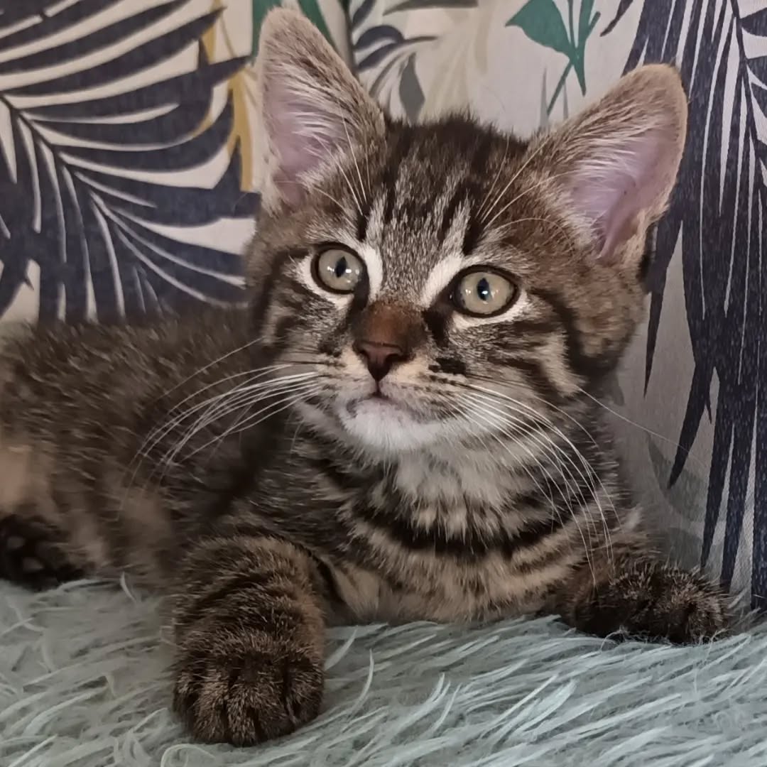 NAVIS, Kater, 7/2026, Freigang