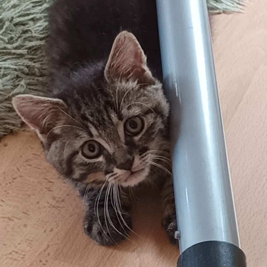 NAVIS, Kater, 7/2026, Freigang – Bild 2