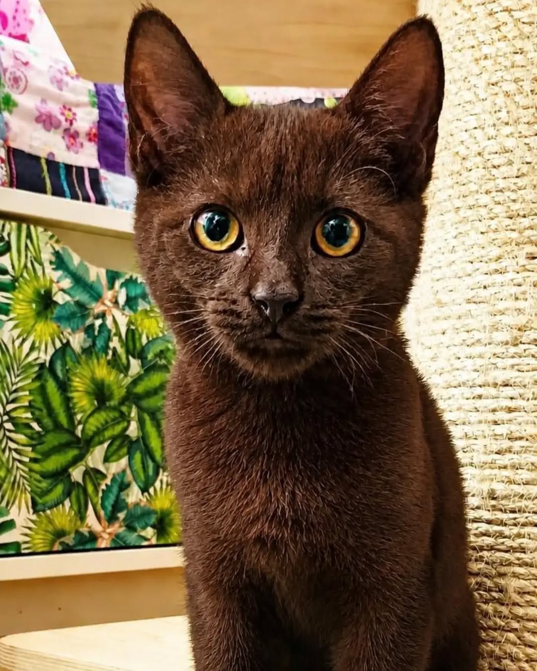 SCHOKO, 5/2026, Kater, Freigang – Bild 3