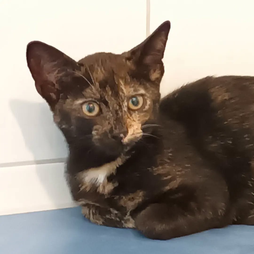 HAITI, 5/2026, Katze, Freigang – Bild 5