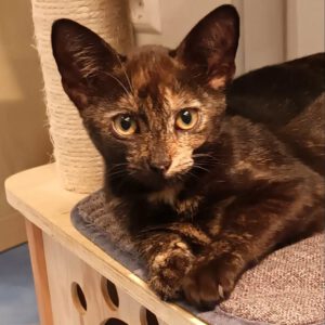 HAITI, 5/2026, Katze, Freigang