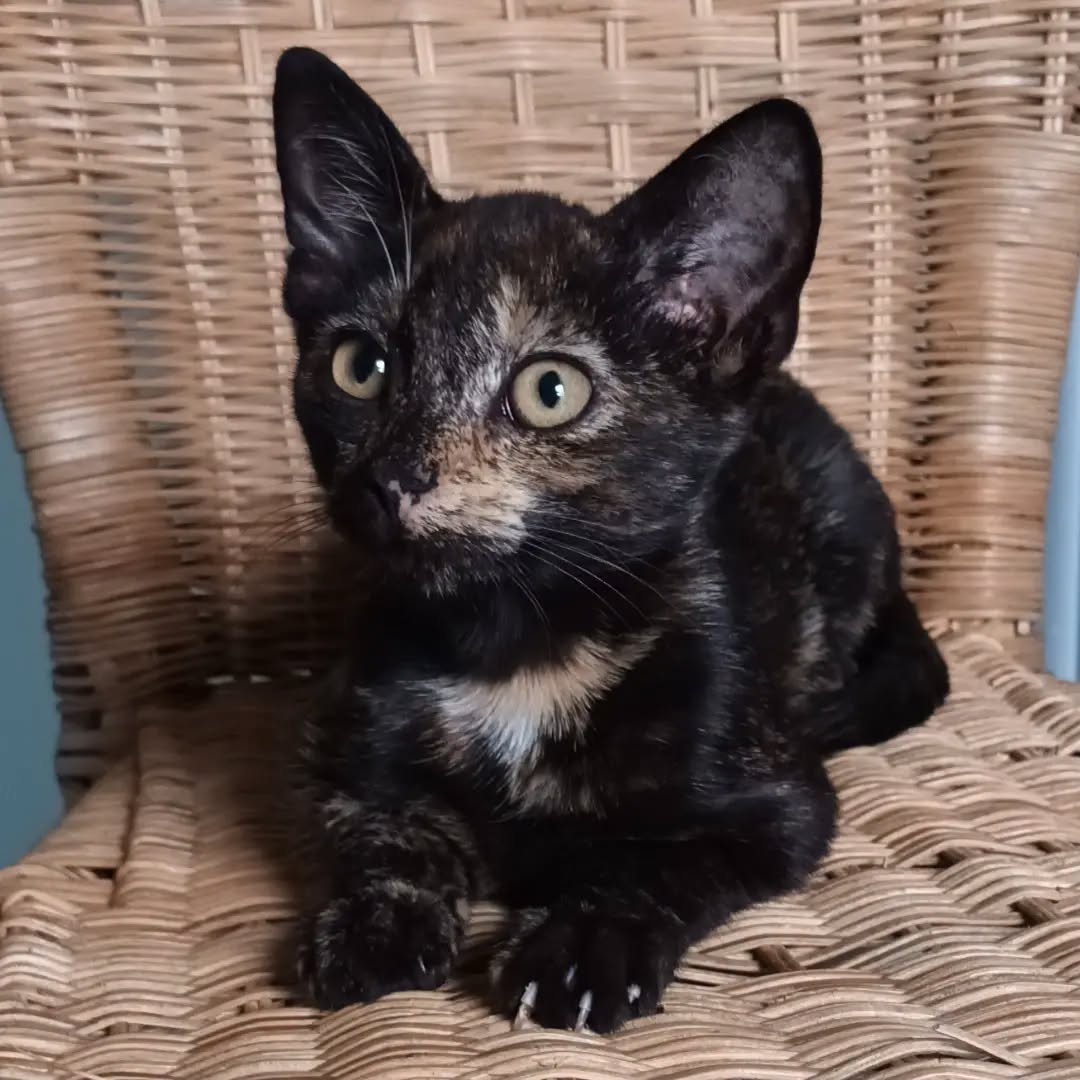HAITI, 5/2026, Katze, Freigang – Bild 6