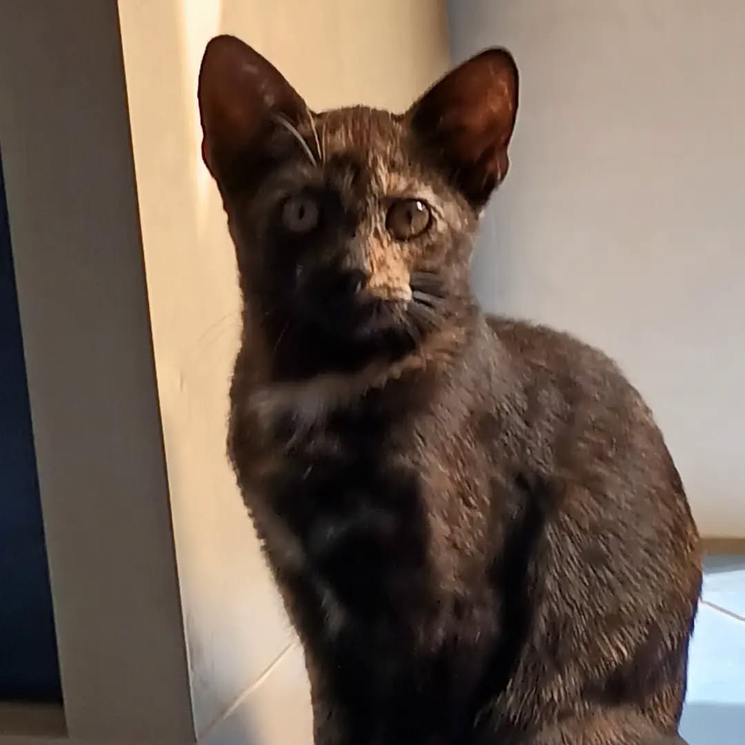 HAITI, 5/2026, Katze, Freigang – Bild 3