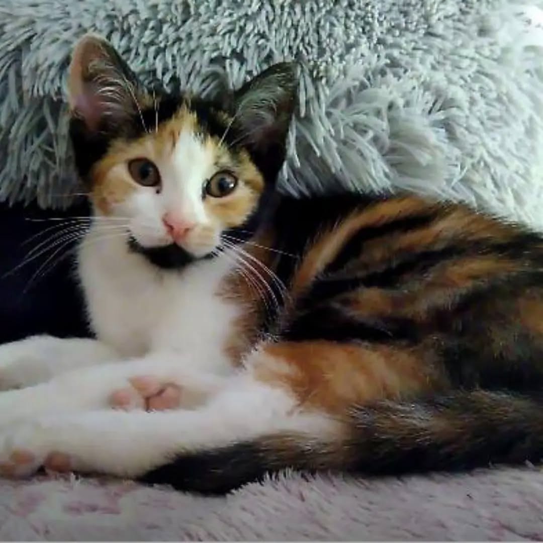 SOOKIE, CALIMERO, BODHI und NEVIO, 1x Katze, 3x Kater, 6/2026, Freigang – Bild 2