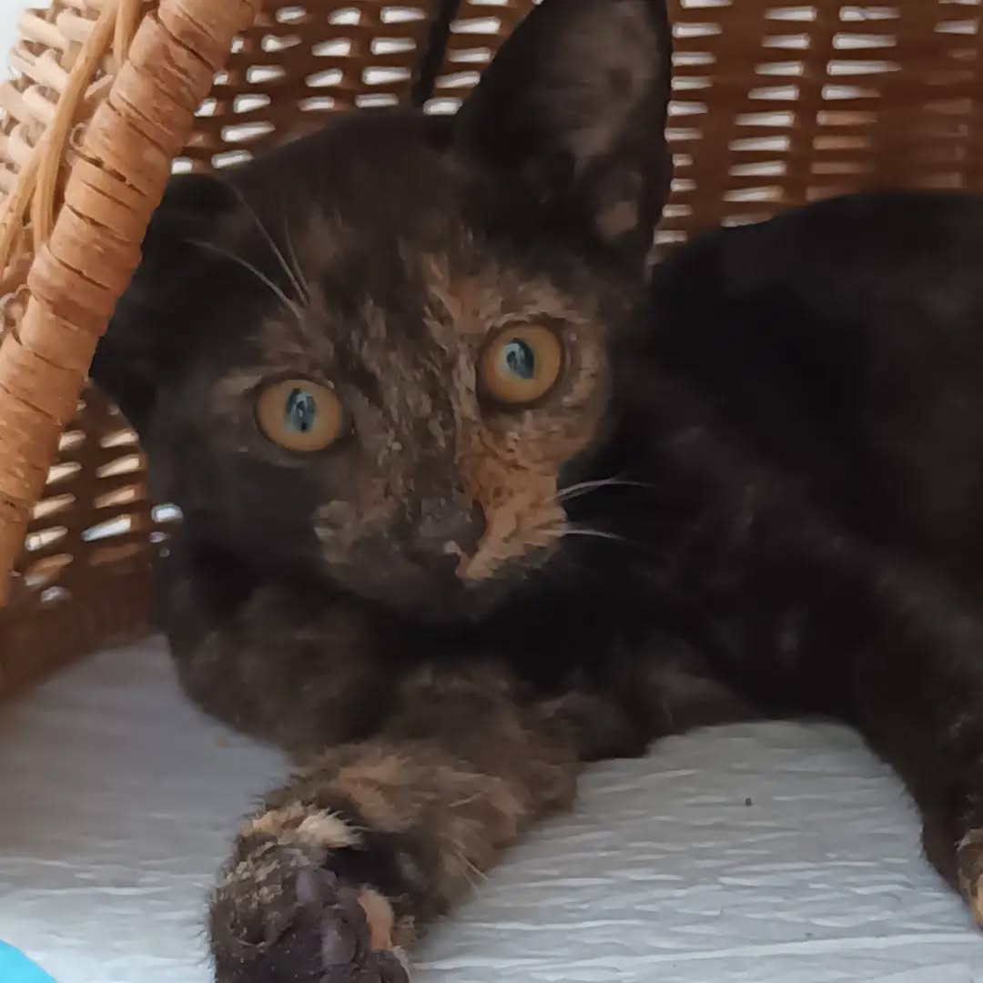 HAITI, 5/2026, Katze, Freigang – Bild 2